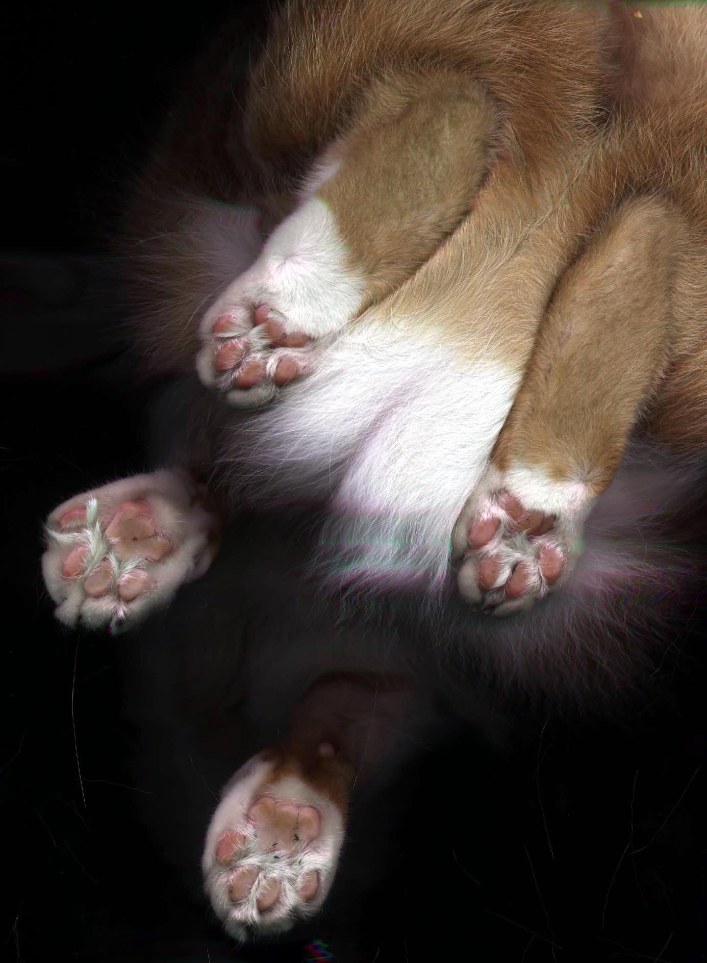 cat scan